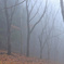 白霧の森 iv
