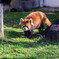 天王寺動物園 レッサーパンダ4