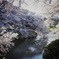 桜2010