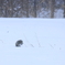 雪原に独り