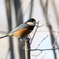 野鳥日和10