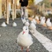 Follow me