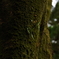 苔むした木　その１