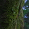 苔むした木　その２