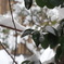 雪にも負けず