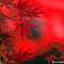 紅萌ゆる