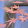 冬紅葉　Velvia