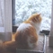 雪見猫 #1 　あっち向いて編