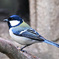 野山の鳥 21-410 四十雀さん