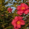 山茶花
