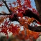 紅葉その2