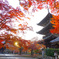 2021京の紅葉（真如堂）