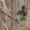 ウグイス　　DSC_5121