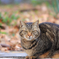 トラねこ