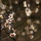 三渓園の梅（１）