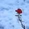 年の瀬に雪を背に