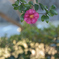 山茶花