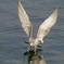 ＷＩＮＧ