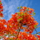 同じ桜でも・・・