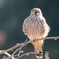 野鳥日和11
