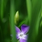 春を告げる花々４（蔓日々草）
