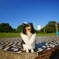 Smiling dog.