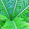 frond
