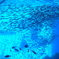 仙台うみの杜水族館・３