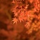 中尊寺　紅葉銀河　橙