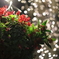 クリスマス