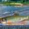 夏の宝物