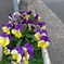 パンジーの花壇