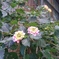 空き家と花