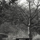 「正月の公園: ベンチ」 (film:HR20)