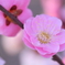 梅