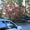 愛車と紅葉