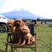 わんこ達と富士山