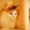 うちのねこ