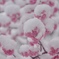 さくらの雪だるま