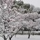 雪の梅林
