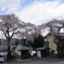 兄弟桜
