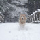 雪ダッシュ