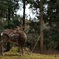 奈良公園の鹿