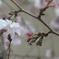 桜？いや梅か１