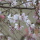 桜？いや梅か２