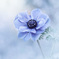 絶望の花
