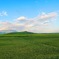 門源-7月23日、菜の花が枯れてしまった