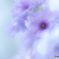 「Primrose」