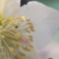 H.Niger