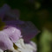 花びら